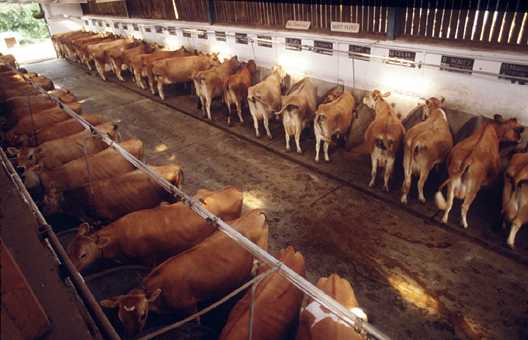 Come allevare vitelli da carne