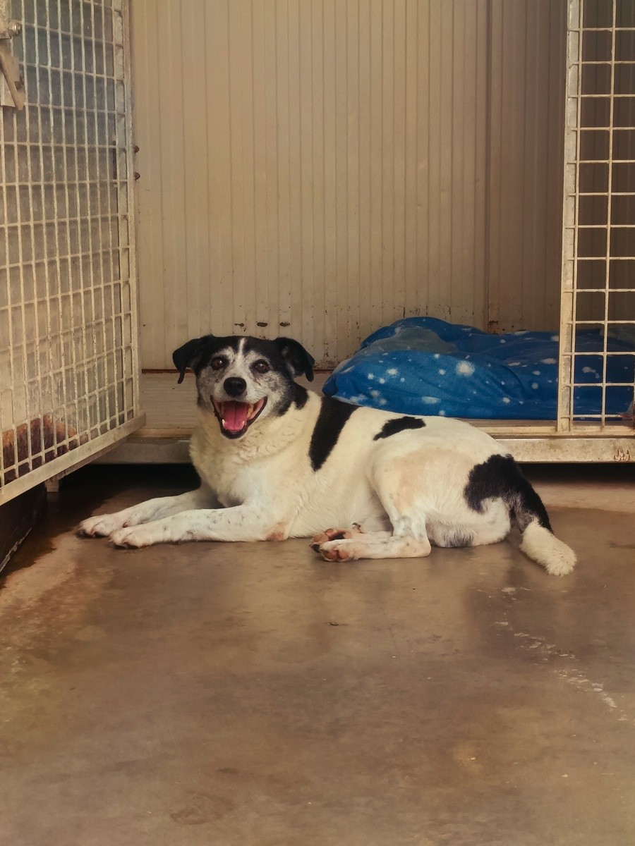 Cane anziano incastrato nella legnaia a Dogliani: l'appello del canile per ritrovare i padroni di "Eugenio"