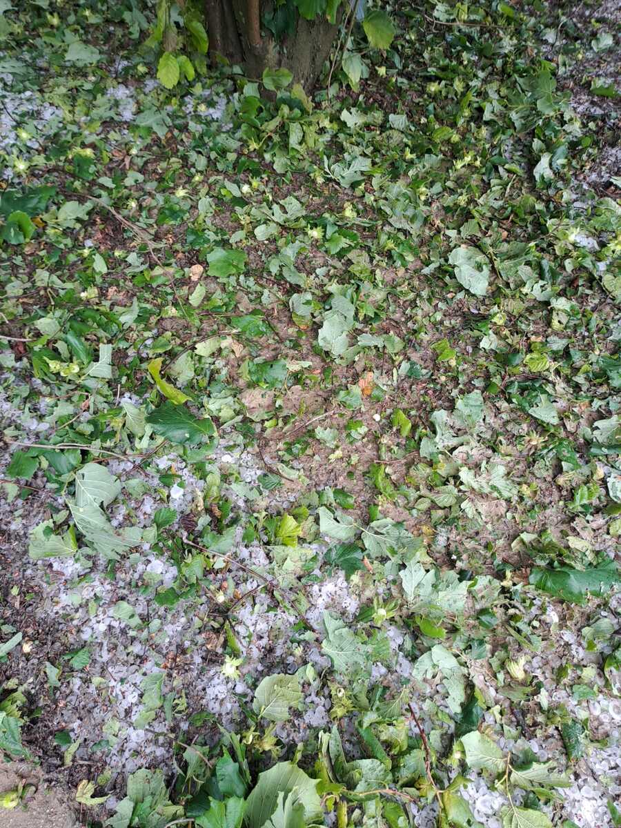 Grandine nel Monregalese, Coldiretti Cuneo: "A rischio oltre metà del raccolto di nocciole"