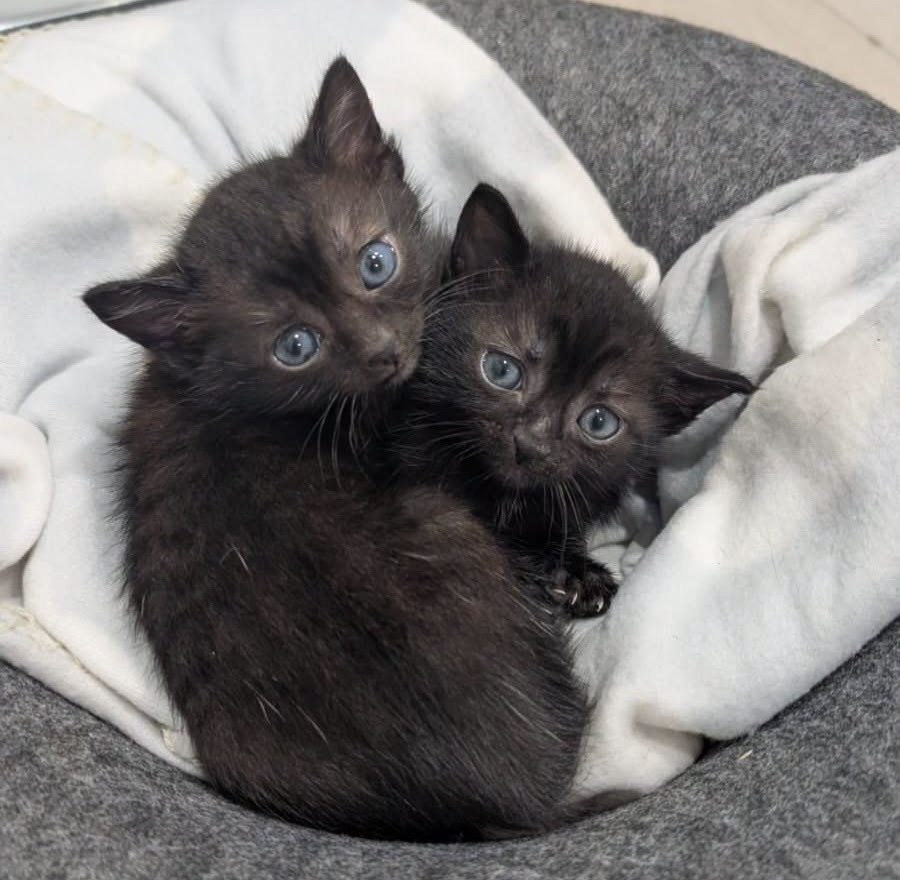 Il gattile di Alba è saturo: “Non possiamo più accogliere altri animali” Il gattile di Alba è saturo: “Non possiamo più accogliere altri animali”