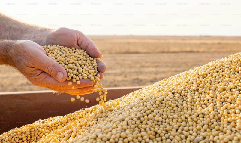 Mani di contadino che tiene i fagioli di soia dopo il raccolto