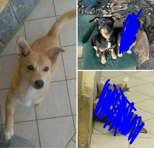 Polpetta e Zorro cercano casa Polpetta e Zorro cercano casa