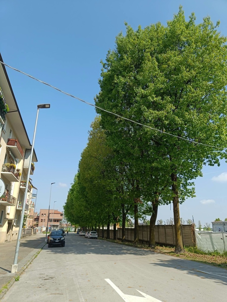 Saluzzo, l'alberata di via Fiume