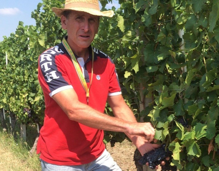 In Langa Si Staccano I Primi Grappoli Per La Vendemmia pi Anticipata 