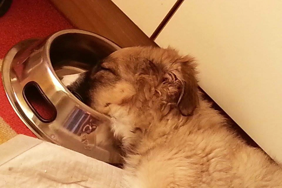 Quante volte al giorno deve mangiare il mio cane? Pensi di sapere