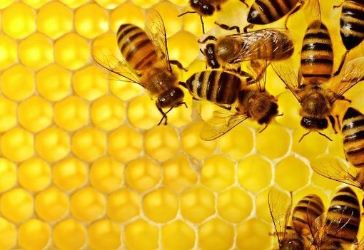 “Se costa meno di 7 euro al kg non è miele”: Aspromiele contro il prodotto estero contraffatto