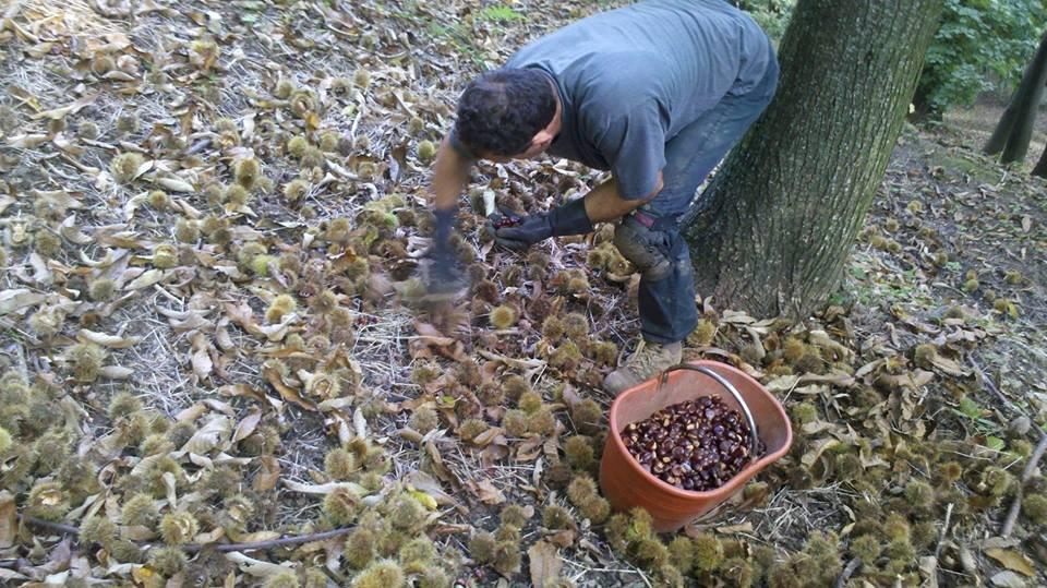 Castagne, Coldiretti Cuneo: il caldo rallenta la raccolta, attesa per le piogge Castagne, Coldiretti Cuneo: il caldo rallenta la raccolta, attesa per le piogge