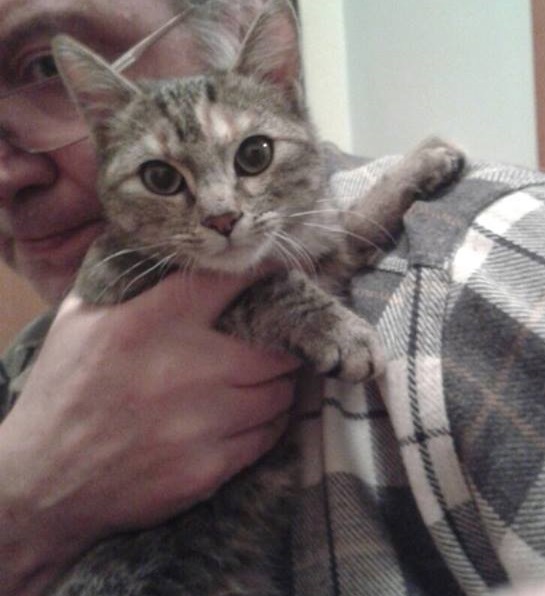 Trovata Una Gattina In Via Ripe A Mondov Qualcuno La Riconosce O 