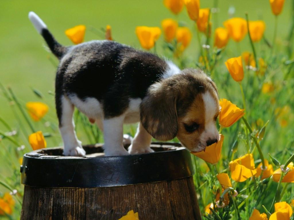 Oggi è il primo giorno di primavera. Anzi no - Targatocn.it