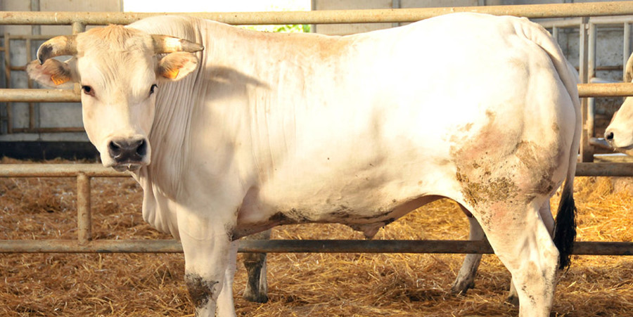 Bra: tutto pronto per la tavola rotonda sulla carne bovina Piemontese - Vimarsana News