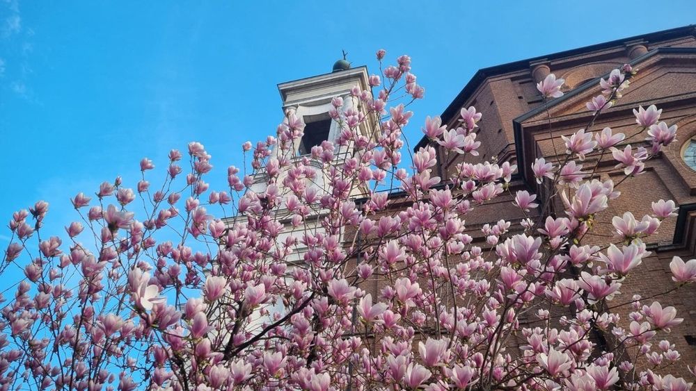 In foto la magnolia sbocciata nel giardino della Madonna dei fiori di Bra