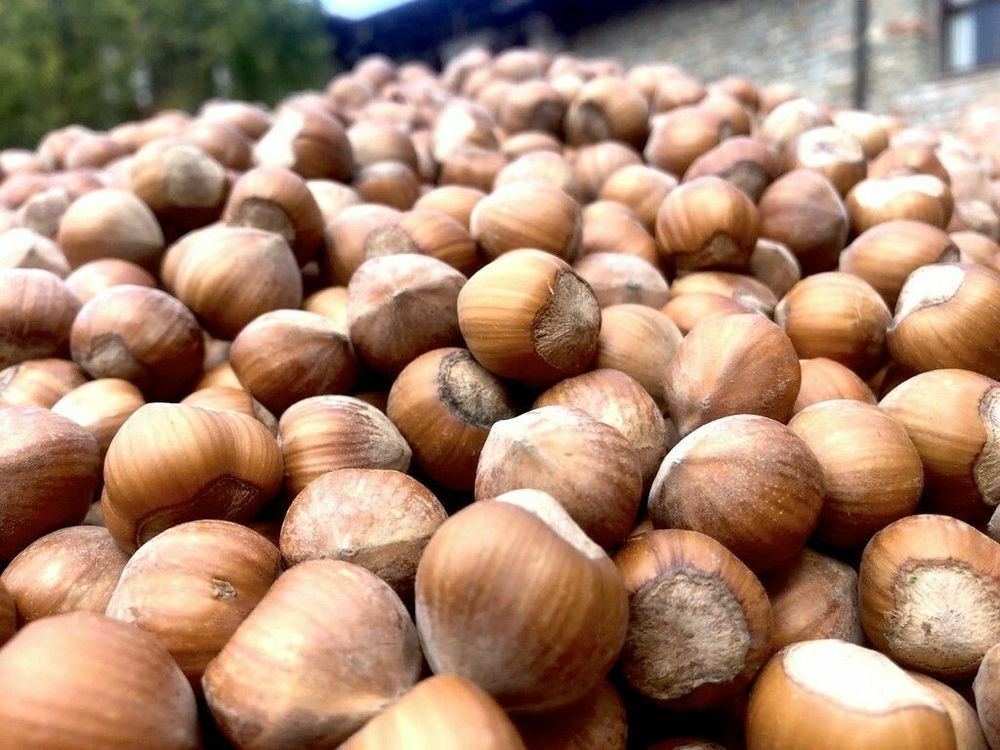 Farinél / Tonda e gentile, l’anima delle nostre colline Farinél / Tonda e gentile, l’anima delle nostre colline