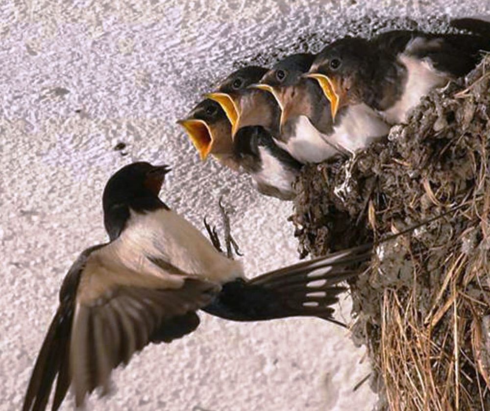 Immagine di repertorio