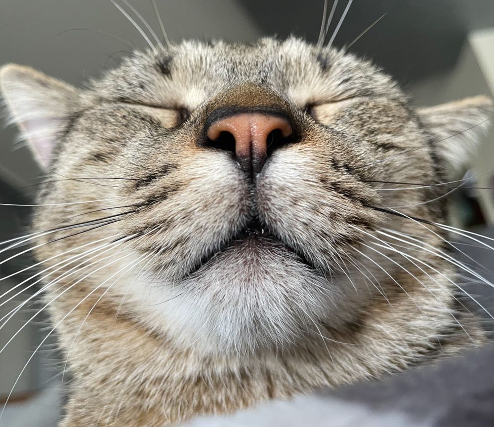 A Savigliano il corso per ottenere il "diploma di lingua felina”