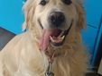 Aron, il golden retriever protagonista del libro