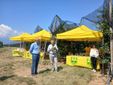 Saluzzo, l'evento "Cogli la prima mela " di Coldiretti Cuneo Saluzzo, l'evento "Cogli la prima mela " di Coldiretti Cuneo