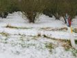 Grandine a Mango (foto dalla pagina Facebook Meteo Piemonte (https://www.facebook.com/meteopiemonteofficial) Grandine a Mango (foto dalla pagina Facebook Meteo Piemonte (https://www.facebook.com/meteopiemonteofficial)