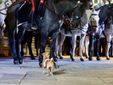 Saluzzo, La Fanfara a Cavallo del IV Reggimento dei Carabinieri di Roma- Foto Paola Ravazzi