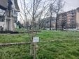 Saluzzo, l'albero Ginko Biloba  intitolato a Giulia Cecchettin
