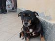 Zorro