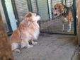 Il cagnolino Spritz