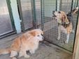 Il cagnolino Spritz