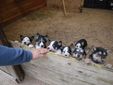 I cuccioli di Alaskan Husky