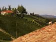 Vigneti a Barolo: altra eccellenza della provincia "Granda" Vigneti a Barolo: altra eccellenza della provincia "Granda"