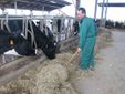 La distribuzione del fieno ai capi di Razza Frisona