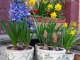 I vasi di fiori rubati