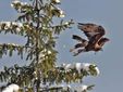 Un'aquila si alza in volo dall'abete vicino all'azienda Un'aquila si alza in volo dall'abete vicino all'azienda