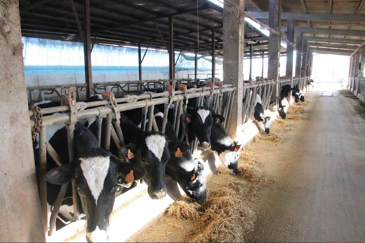 Coldiretti Cuneo: le fake news mettono KO le stalle Coldiretti Cuneo: le fake news mettono KO le stalle