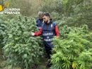 Le piante, già pronte per essere tagliate ed essiccate, erano destinate a essere immesse sul mercato illegale Le piante, già pronte per essere tagliate ed essiccate, erano destinate a essere immesse sul mercato illegale
