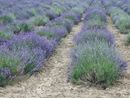 Estate al profumo di lavanda a Sale San Giovanni. Quando? Nei weekend dal 21 giugno al 6 luglio