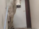 A Limone un bovino entra in un condominio, gli allevatori: "Grazie alle autorità che sono intervenute per aiutarci e ai cittadini per la comprensione" A Limone un bovino entra in un condominio, gli allevatori: "Grazie alle autorità che sono intervenute per aiutarci e ai cittadini per la comprensione"