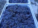 Il bilancio della vendemmia del Consorzio di Tutela Barolo Barbaresco: “La qualità c’è, ma l'incertezza mondiale spinge alla prudenza” Il bilancio della vendemmia del Consorzio di Tutela Barolo Barbaresco: “La qualità c’è, ma l'incertezza mondiale spinge alla prudenza”