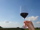 Coldiretti Cuneo: “A rischio il vino made in Italy, serve una svolta nei negoziati UE-USA”