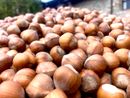 Meteo e cascola: giorni decisivi per la nocciola Piemonte Igp Meteo e cascola: giorni decisivi per la nocciola Piemonte Igp