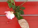 Sulla panchina rossa di Gaiola una rosa e un sasso per Martina Carbonaro, giovanissima vittima di femminicidio ad Afragola Sulla panchina rossa di Gaiola una rosa e un sasso per Martina Carbonaro, giovanissima vittima di femminicidio ad Afragola