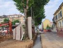 Cuneo, continuano i lavori di rifacimento dello sferisterio: scavi e colate di cemento fatali per la vita degli alberi? Cuneo, continuano i lavori di rifacimento dello sferisterio: scavi e colate di cemento fatali per la vita degli alberi?