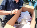 Quattro gattini appena nati abbandonati tra i capannoni dell'area industriale a Borgo San Dalmazzo