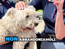 Periodo di partenze: lo spot della Polizia di Stato contro l'abbandono degli animali