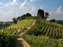 Dal Consorzio di tutela del Roero via al taglio delle rese di Arneis: sì alla riduzione a 90 quintali e al blocco degli impianti nel 2026 Dal Consorzio di tutela del Roero via al taglio delle rese di Arneis: sì alla riduzione a 90 quintali e al blocco degli impianti nel 2026