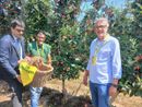 La raccolta della prima mela, con i vertici Coldiretti nell'azienda di Saluzzo di Mauro Rolando La raccolta della prima mela, con i vertici Coldiretti nell'azienda di Saluzzo di Mauro Rolando