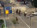 I cavalli sciolti per le strade di Alba I cavalli sciolti per le strade di Alba