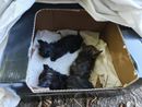 I gattini ritrovati e salvati dai volontari dell'Associazione I gattini ritrovati e salvati dai volontari dell'Associazione