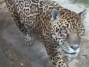 Regina il giaguaro da record del Parco Safari delle Langhe è tornata in piena forma, ecco il video [VIDEO]