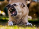 Aggredito da un cane mentre corre, la legge non lascia dubbi: la responsabilità è del padrone