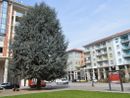 Piazza Europa, i comitati contro la sindaca: “Mostrateci le prove che i cedri cadono togliendo i sampietrini”