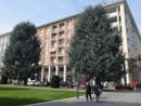 "Mancherà un polmone verde nel centro di Cuneo": gli ambientalisti sui cedri di piazza Europa non mollano